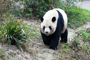 湖记：两连胜期间 湖人球员们对于清晰的轮换节奏感到高兴